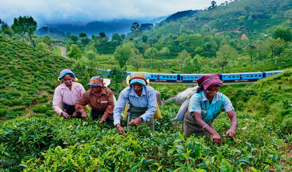 Tea country